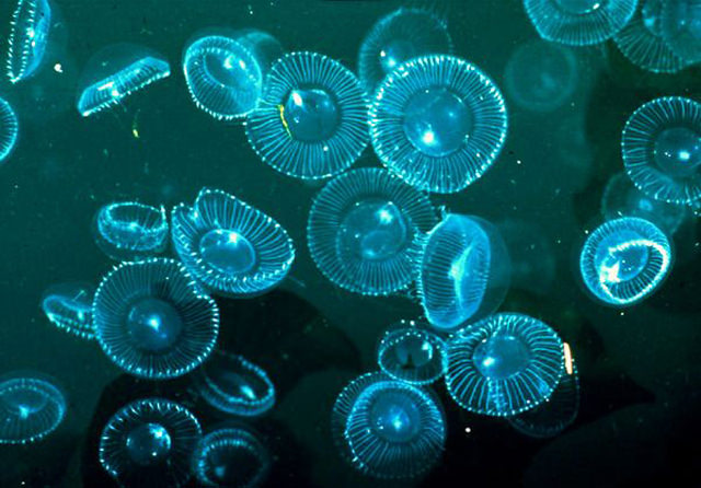 Glowing Blue Tide At Night In Vaadhoo Maldives Places To See In Your Lifetime Glowing Blue Tide At Night In Vaadhoo Maldives Places To See In Your Lifetime