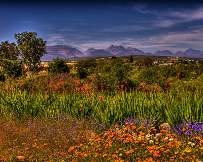 Namaqualand in Bloom