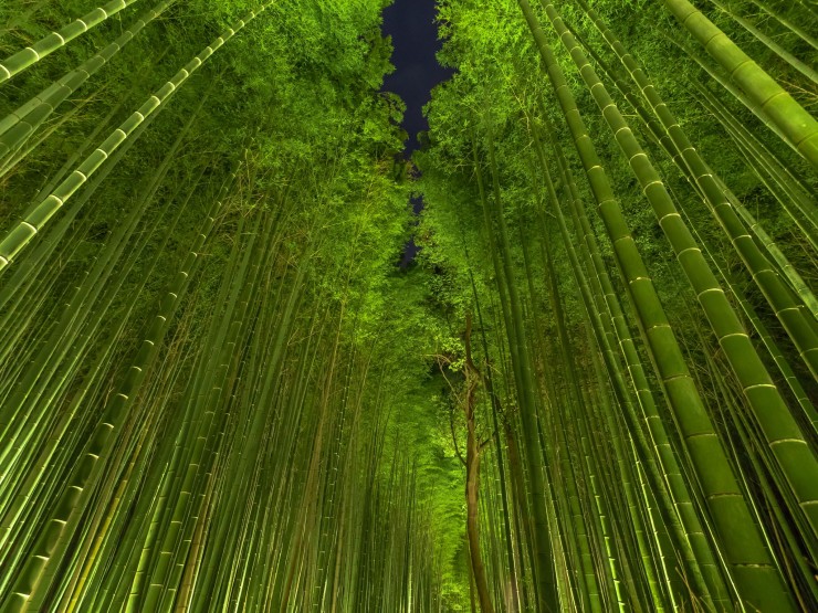  Bamboo forest, Kyoto, Japan.