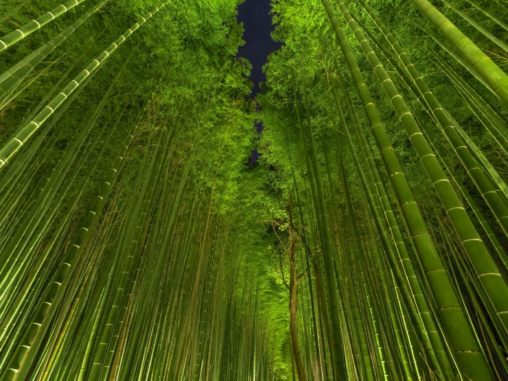 Bamboo forest, Kyoto, Japan.