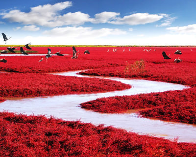 Incredible Red Seabeach in China