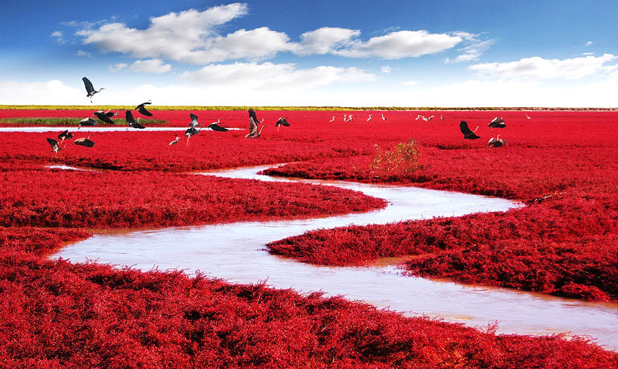 Incredible Red Seabeach in China