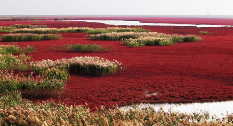 Red Seabeach, Panjin, China