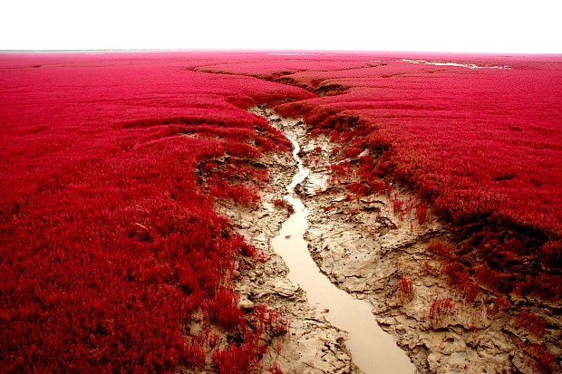 Red Seabeach, Panjin, China