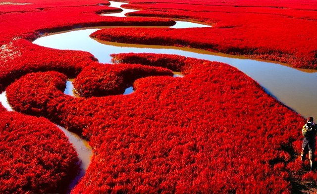 Red Seabeach, Panjin, China