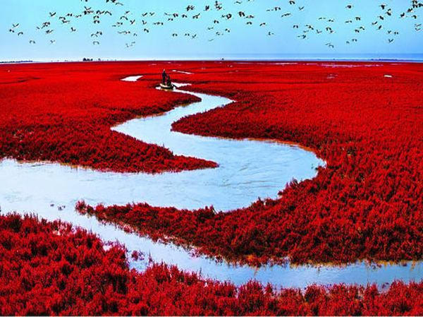 Red Seabeach, Panjin, China