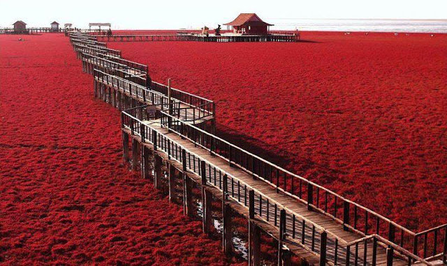 Incredible Red Seabeach in China