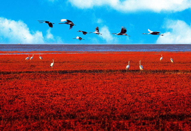 Incredible Red Seabeach in China