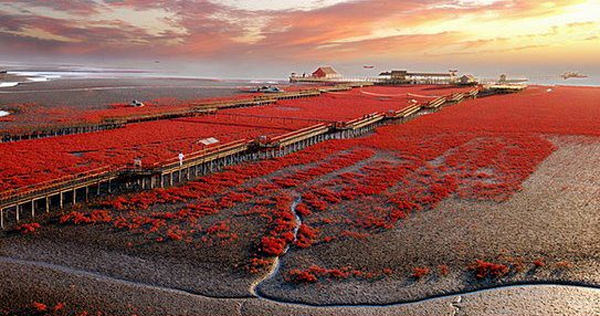 Incredible Red Seabeach in China