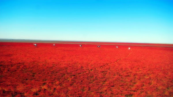 Incredible Red Seabeach in China