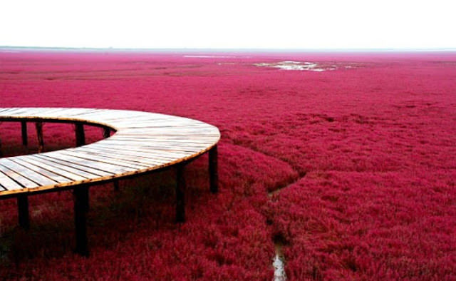 Incredible Red Seabeach in China