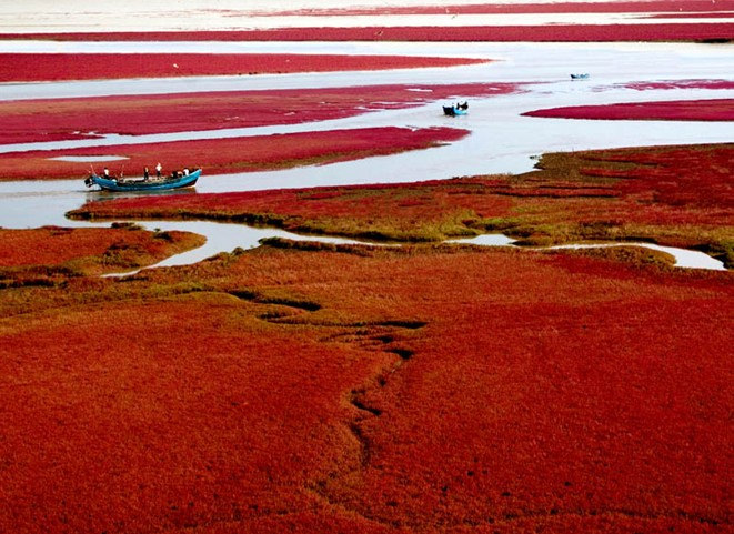 Incredible Red Seabeach in China