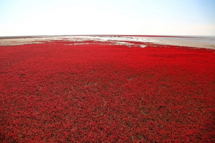 Incredible Red Seabeach in China