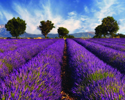 Violet Lavender Fields in Provence, France