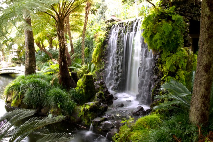 The Most Beautiful Botanical Gardens in Madeira