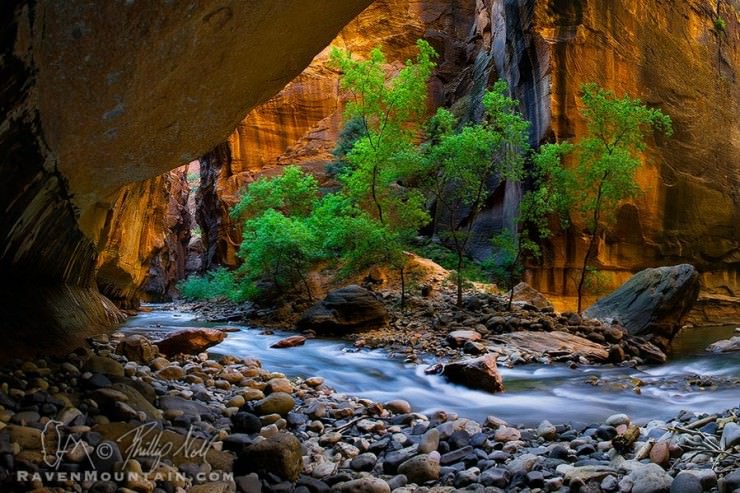 Colorful Foliage in Zion Canyon in Utah, USA