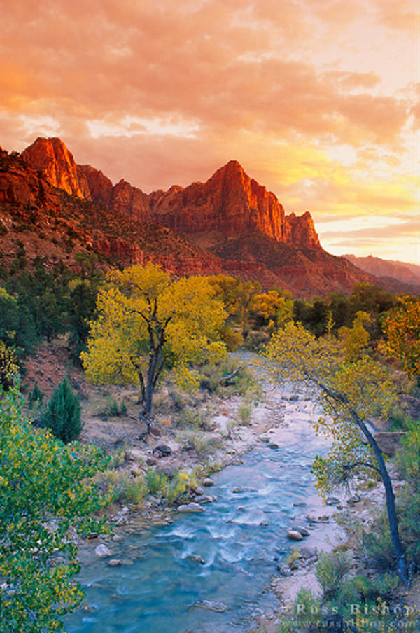 Colorful Foliage in Zion Canyon in Utah, USA