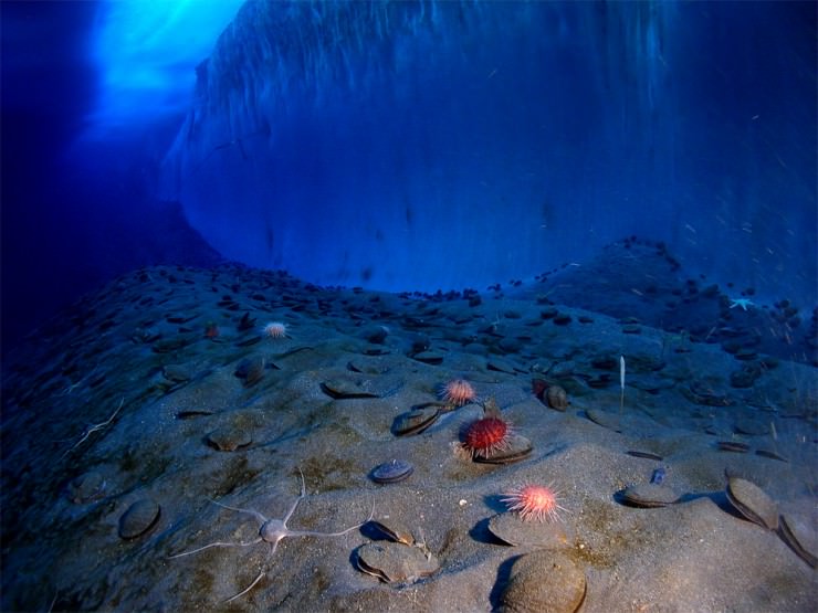 خارج از این تجربه جهانی در McMurdo صدا، قطب جنوب