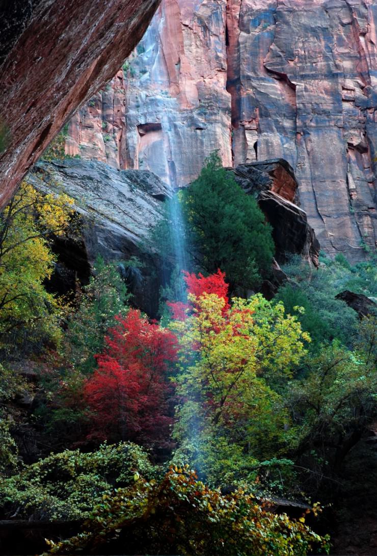 Colorful Foliage in Zion Canyon in Utah, USA