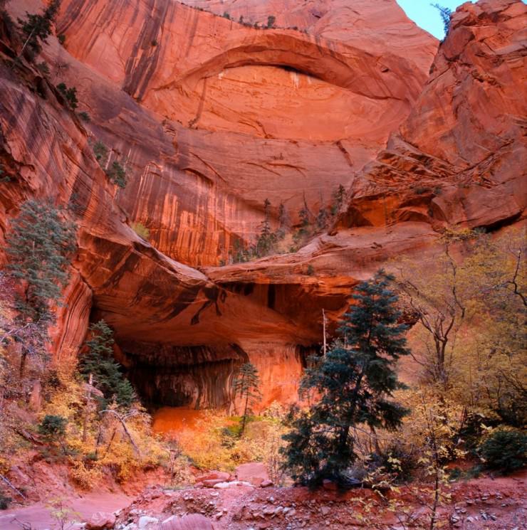 Colorful Foliage in Zion Canyon in Utah, USA