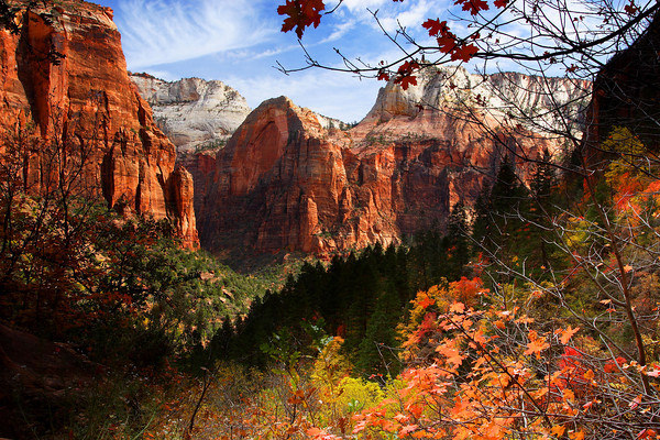 Colorful Foliage in Zion Canyon in Utah, USA