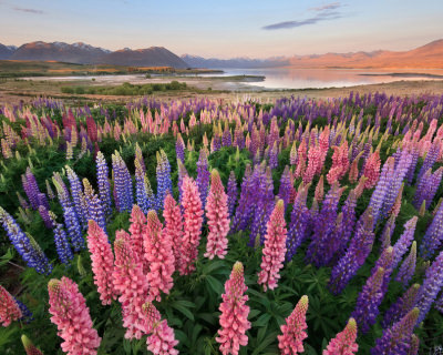 Blooming Lupins on the Coast of Lake Tekapo in New Zealand