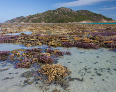 The Great Barrier Reef’s Gardens at Low Tide in Australia