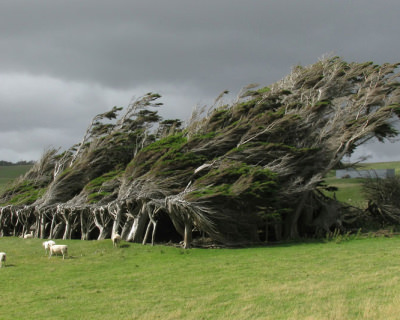 Windswept Trees in the Brute Slope Point, New Zealand