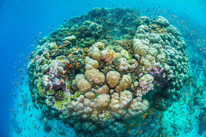 The Unique Stay at Underwater Hotel in Manta Resort, Tanzania