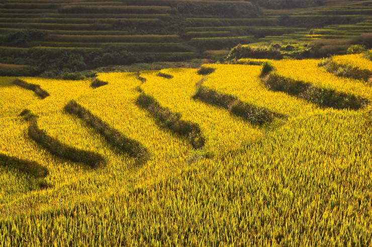 Impressive Terraced Rice Fields in Sa Pa, Vietnam