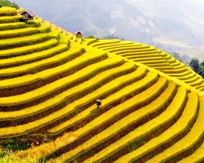 Impressive Terraced Rice Fields in Sa Pa, Vietnam