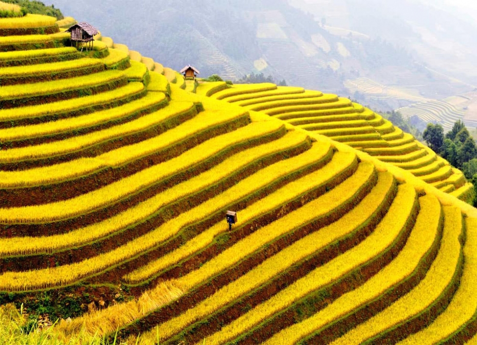 Impressive Terraced Rice Fields in Sa Pa, Vietnam