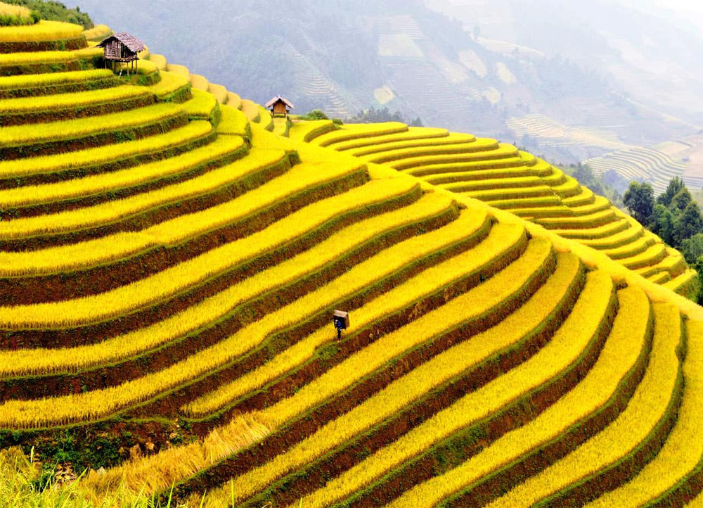 Impressive Terraced Rice Fields in Sa Pa, Vietnam | Places To See In Your Lifetime