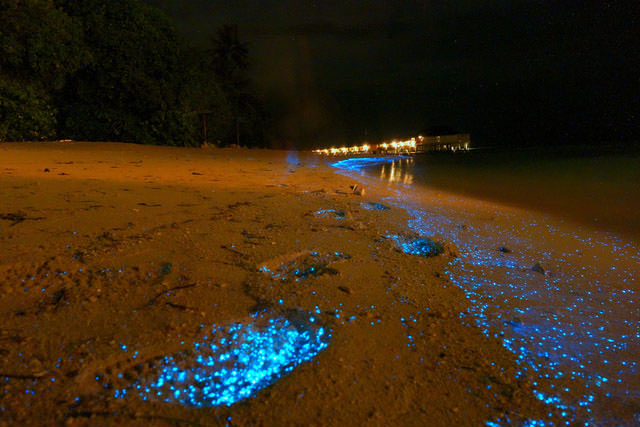 Glowing Footsteps on the Beach on Vaadhoo Island, Maldives