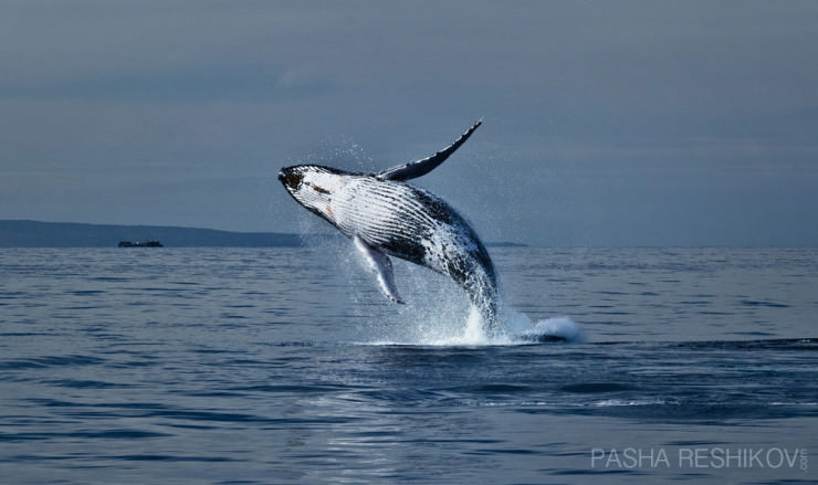 Top Things to See and Do in Hawaii-Dive-Photo by Pasha Reshikov