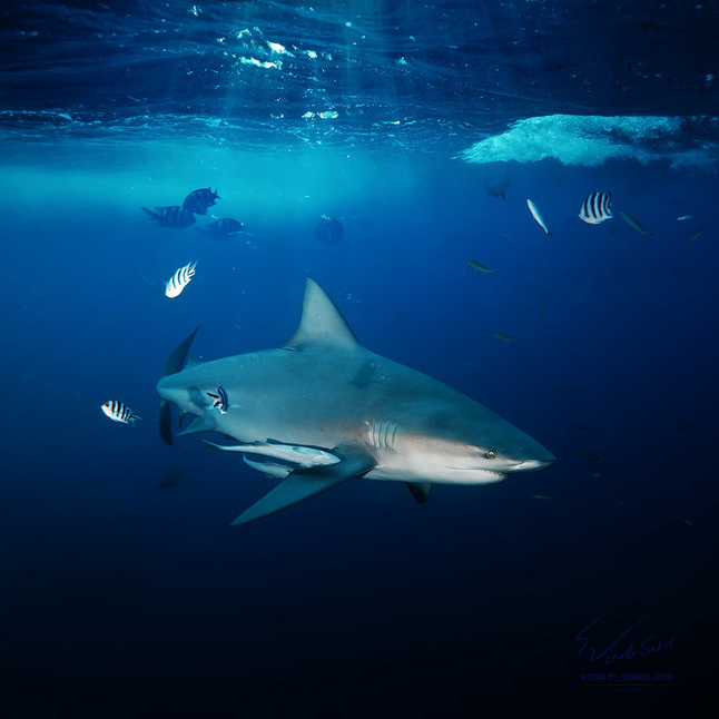 Top Things to See and Do in Hawaii-Dive-Photo by Vitaliy Sokol2