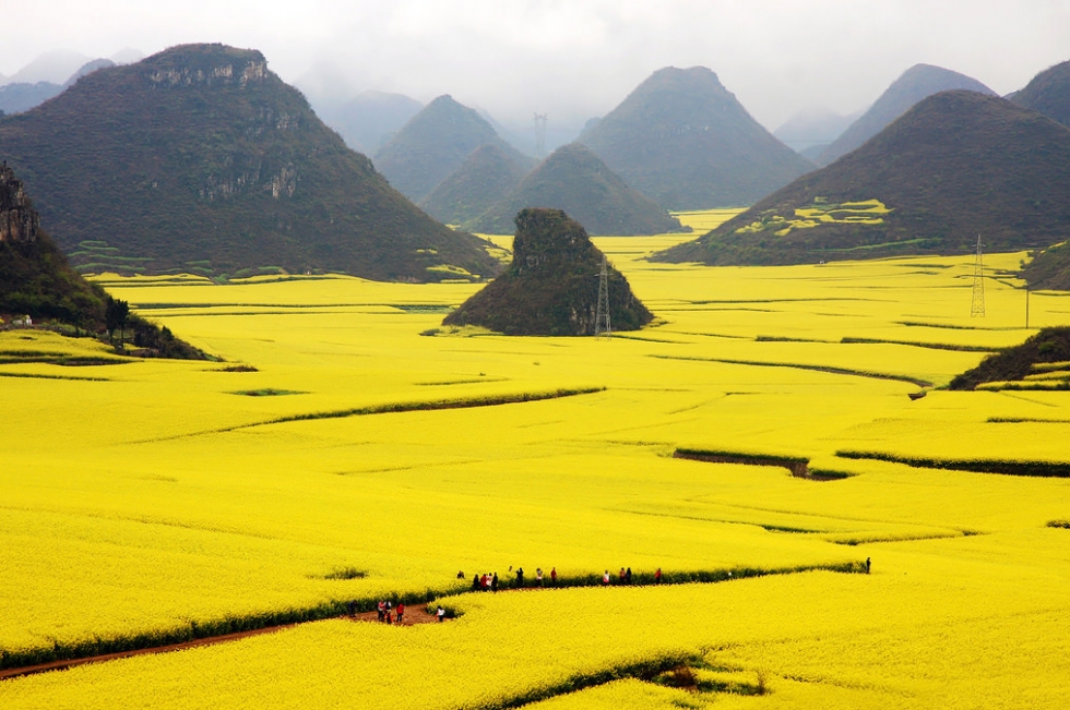 golden canola fields in luoping china places to see in your lifetime