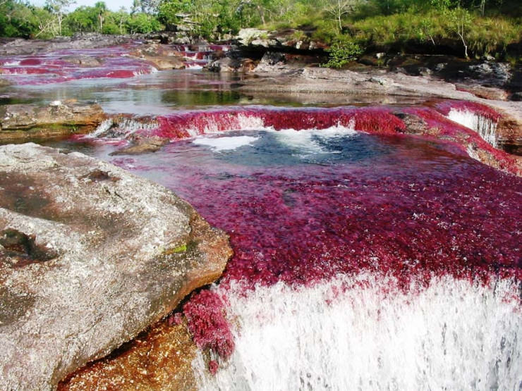 Caño Cristales رودخانه پنج رنگ در کلمبیا