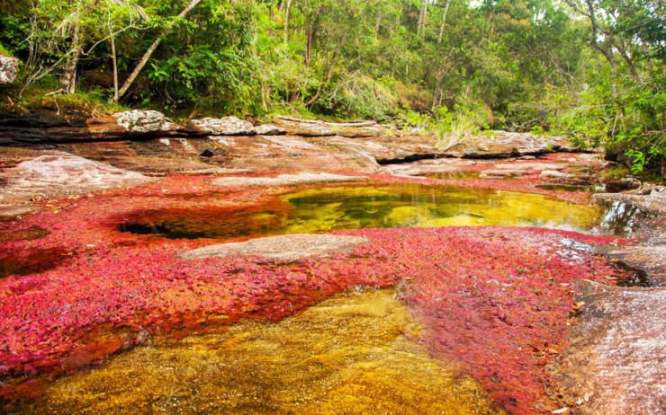 Caño Cristales رودخانه پنج رنگ در کلمبیا