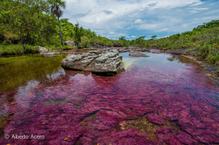 Caño Cristales-Photo by Alberto Acero2