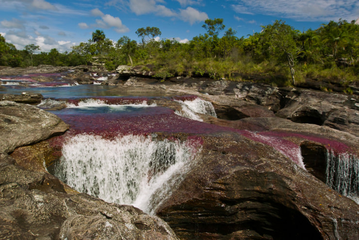 Caño Cristales-Photo by Alexey Malashin