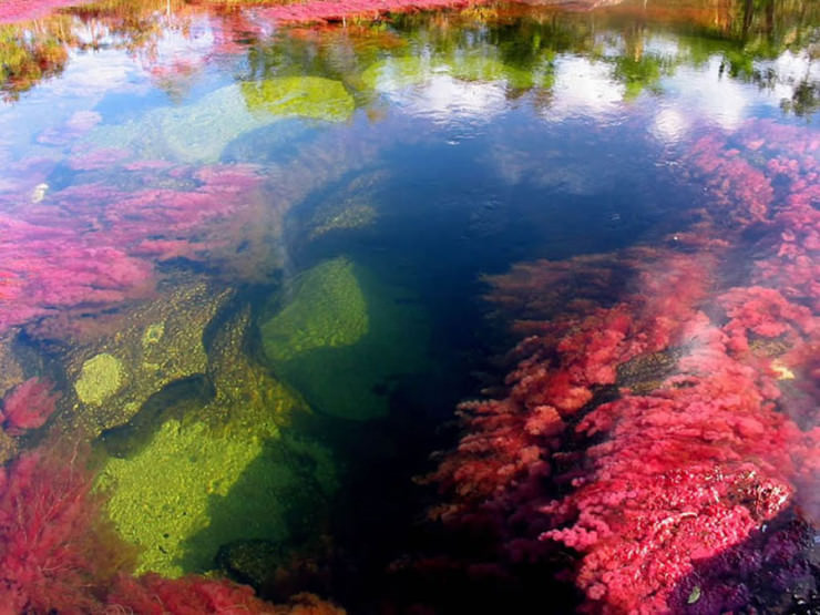 Caño Cristales-Photo by Love These Pics