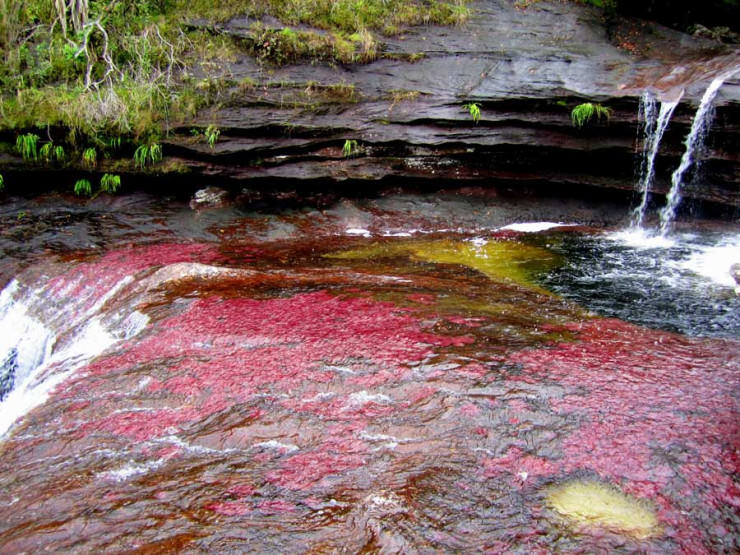 Caño Cristales-Photo by Love These Pics2