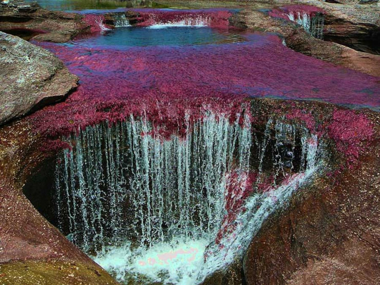 Caño Cristales5