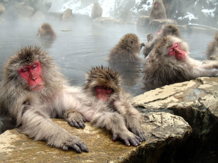 Top Natural Pools-Japan-Photo by Dugspr