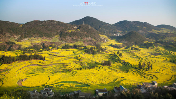 Top 10 Flowery Fields-Canola Fields-Photo by Thitisak Watthano
