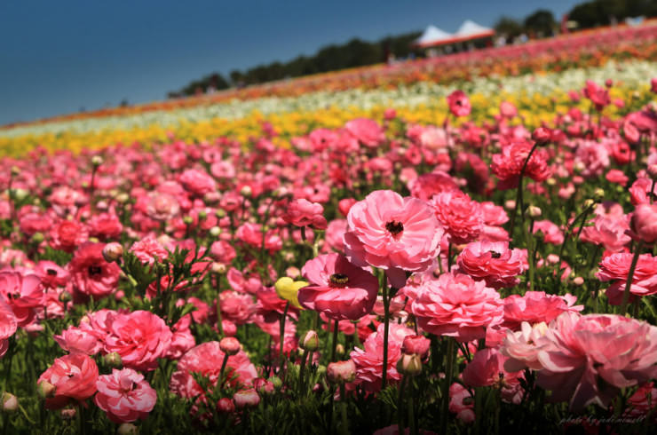 top 10 colorful and fragrant flowery fields places to see in your