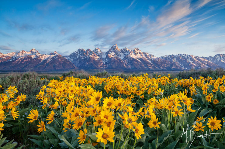 Top 10 Flowery Fields-Grand Teton-Photo by Michael Burkhardt