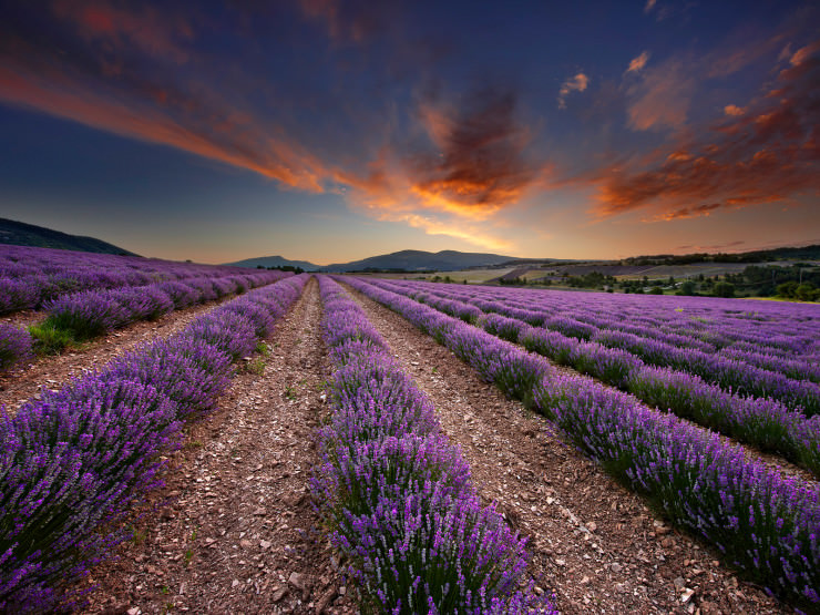 Top 10 Flowery Fields-Provence (2)