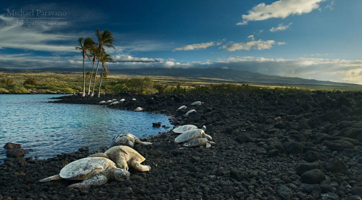 Top 29 Hawaii-Turtles-Photo by Michael Paravano